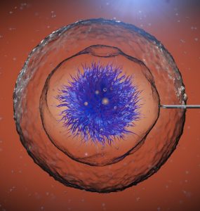 stem cell treatment for infertility
